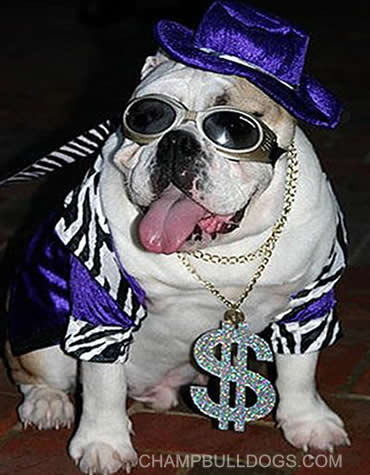English Bulldogs